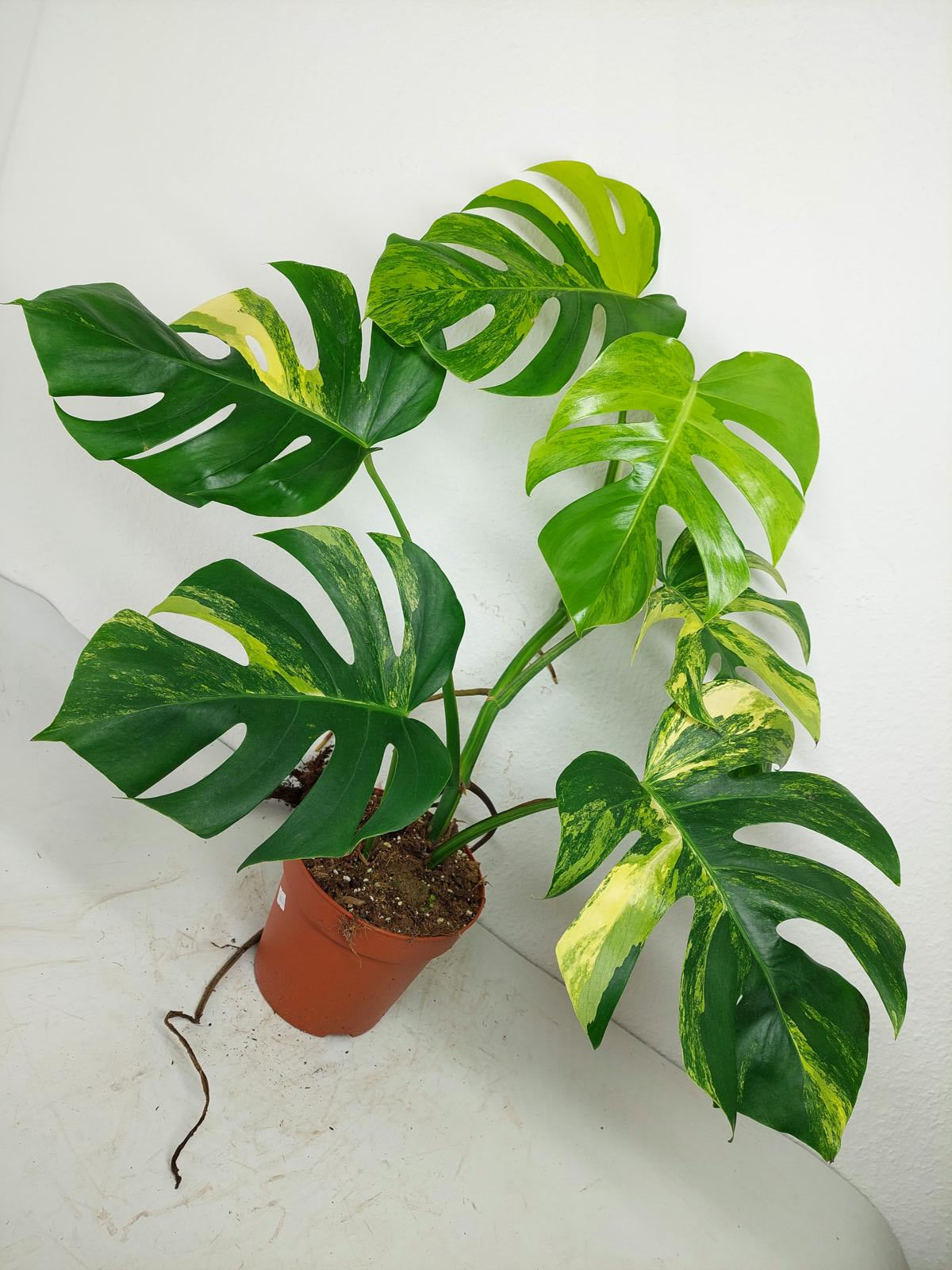 Monstera Aurea