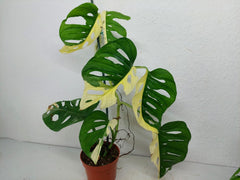 Monstera Adansonii Variegata