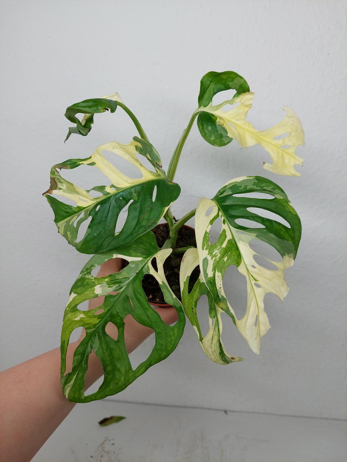 Monstera Adansonii Variegata