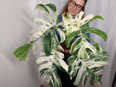 Monstera Variegata Adult