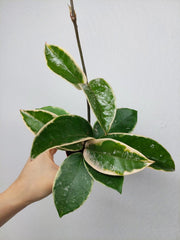 Hoya Carnosa Krimson Queen Splash