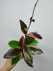 Hoya Carnosa Floraganza