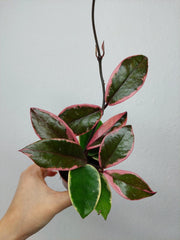 Hoya Carnosa Floraganza