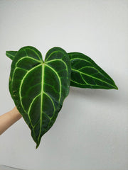 Anthurium Regale