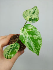 Monstera Bulbasaur (zum aussuchen)