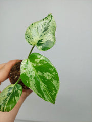 Monstera Bulbasaur (zum aussuchen)