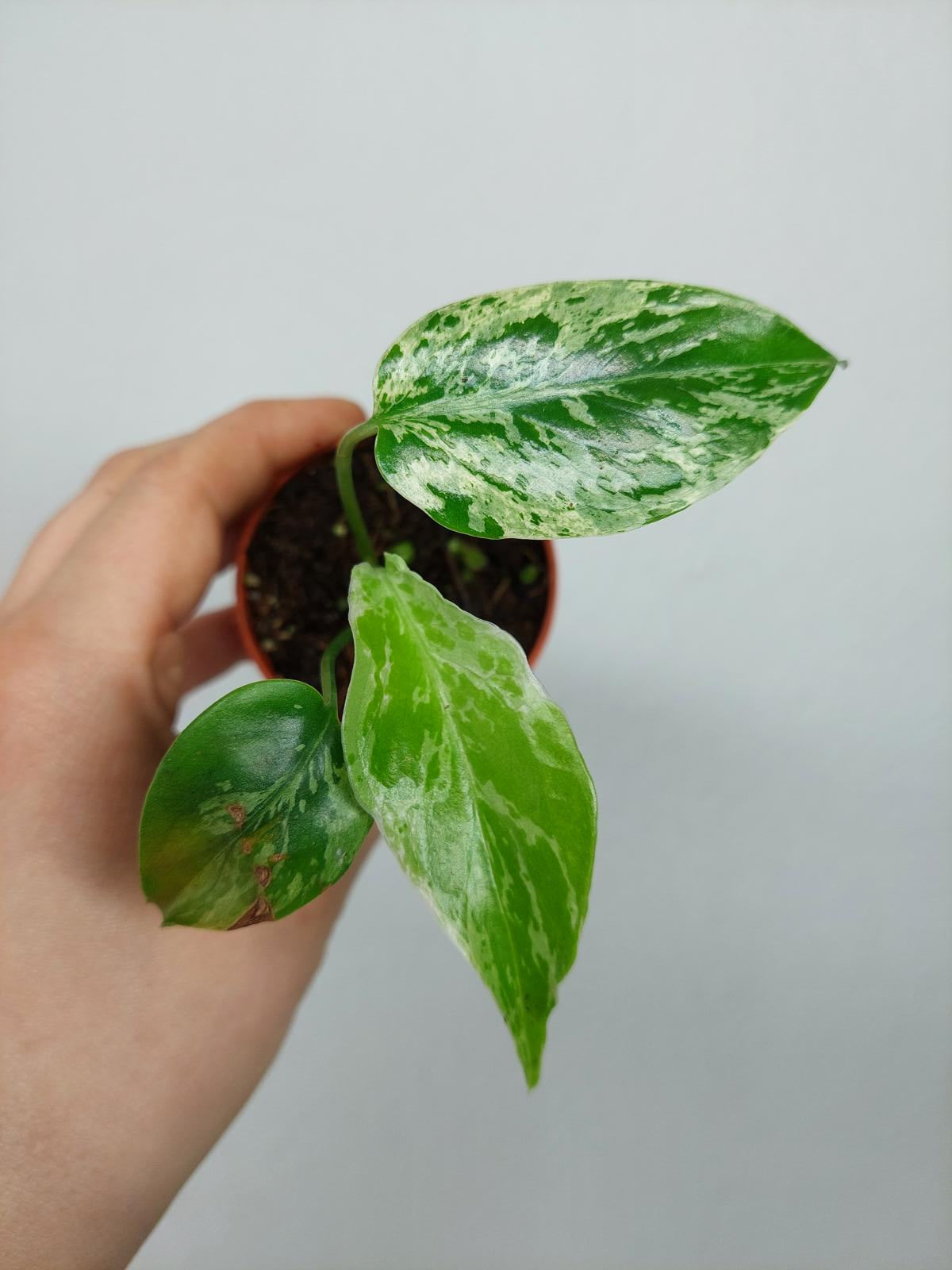 Monstera Bulbasaur (zum aussuchen)