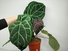Anthurium Red Crystallinum NSE x Tezula