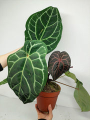 Anthurium Red Crystallinum NSE x Tezula