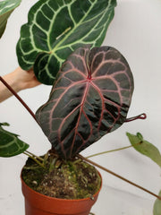 Anthurium Red Crystallinum NSE x Tezula