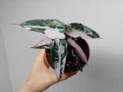 Alocasia Bambino Pink