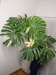 Monstera Thai Constellation XXL