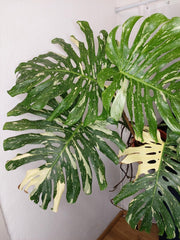 Monstera Thai Constellation XXL