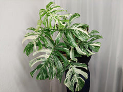Monstera Variegata Adult