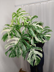Monstera Variegata Adult