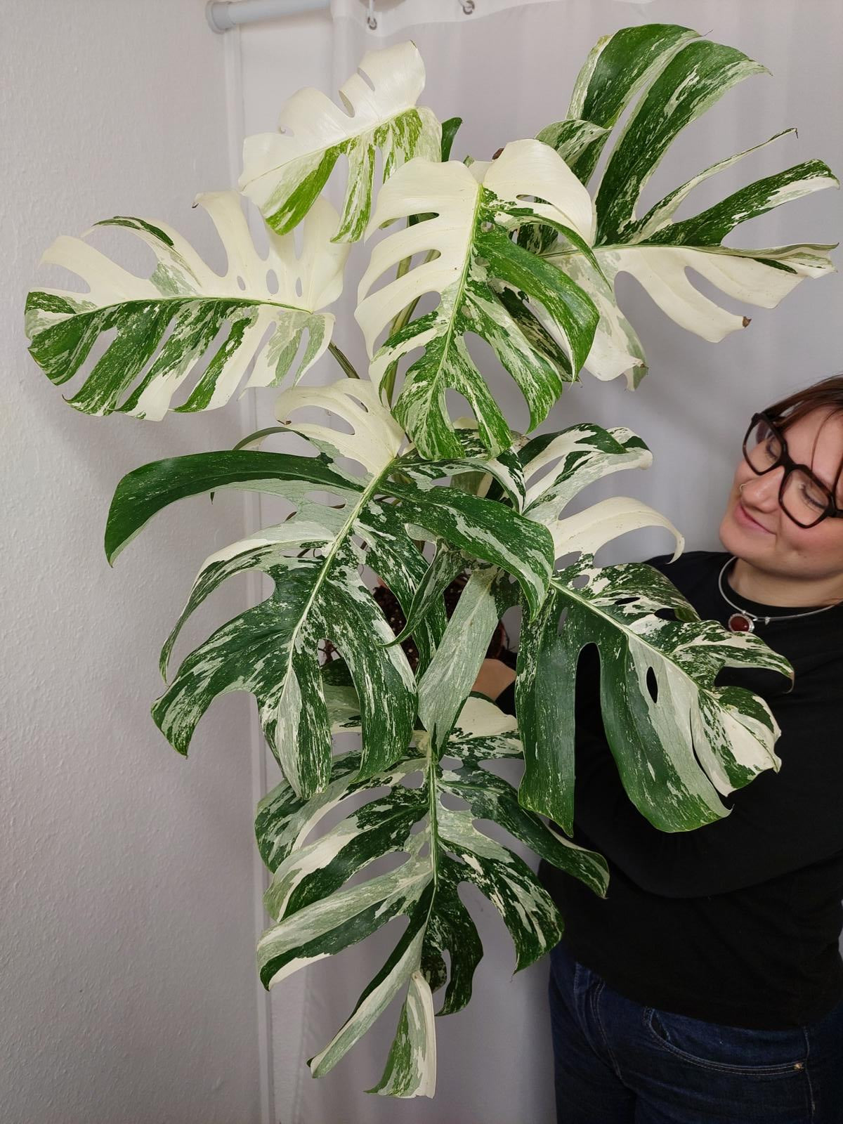 Monstera Variegata Adult