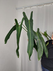 Philodendron Spiritus Sancti Adult