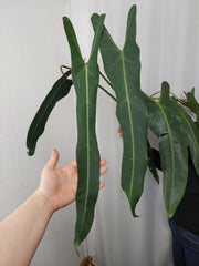 Philodendron Spiritus Sancti Adult