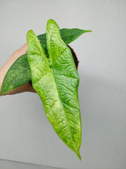 Alocasia Sulawesi Green Carpet Aurea