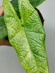 Alocasia Sulawesi Green Carpet Aurea