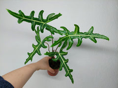 Alocasia Portei Green on Green Variegata