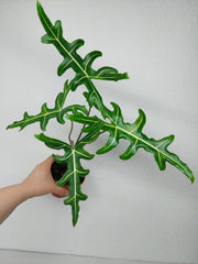 Alocasia Portei Green on Green Variegata