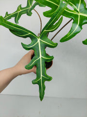 Alocasia Portei Green on Green Variegata