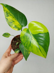 Monstera Aurea Yellow Marilyn