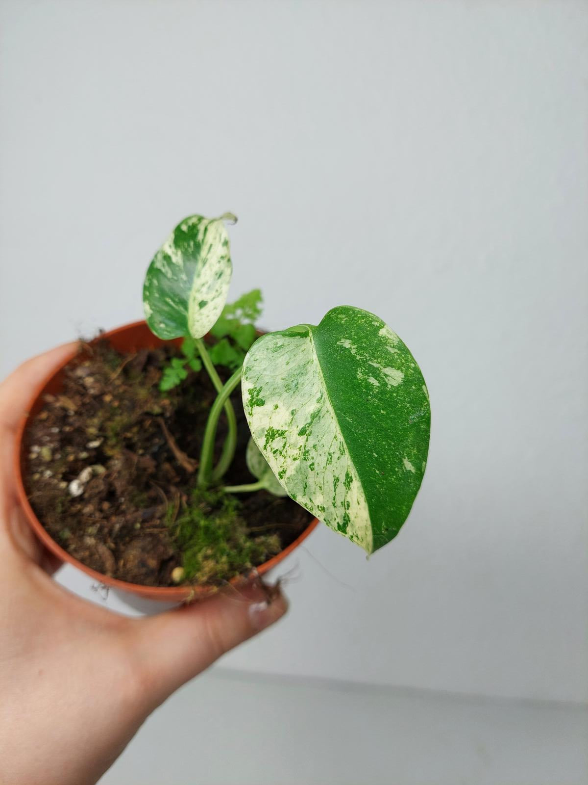 Monstera Jungle Mint