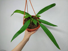 Anthurium Vittarifolium