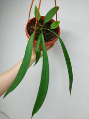 Anthurium Vittarifolium
