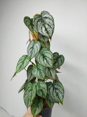 Philodendron Brandtianum