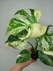 Monstera Thai Creme Brulee