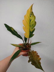 Philodendron Caramel Marble Variegata (zum aussuchen)
