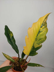 Philodendron Caramel Marble Variegata (zum aussuchen)