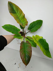 Philodendron Jungle Fever Variegata