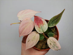 Philodendron Micans Pink Marble