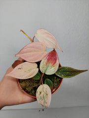 Philodendron Micans Pink Marble