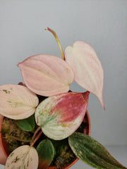 Philodendron Micans Pink Marble