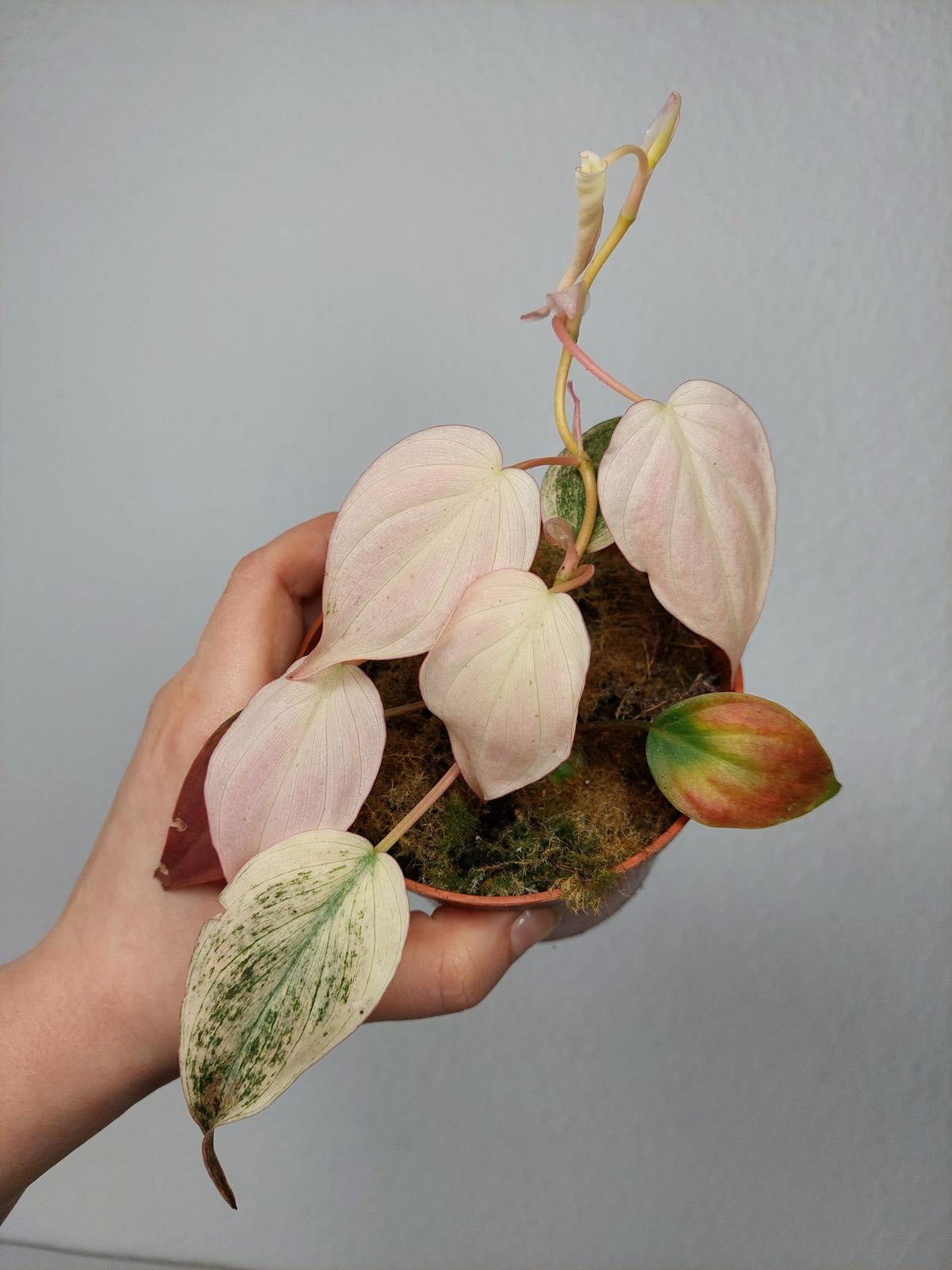 Philodendron Micans Pink Marble