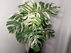 Monstera Variegata buschig