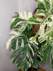 Monstera Variegata buschig