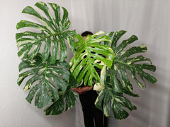 Monstera Thai Constellation XXL