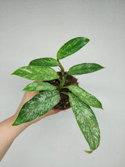 Raphidophora Elliptica Mint