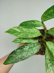 Raphidophora Elliptica Mint