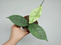 Hoya Coriacea Silver