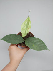 Hoya Coriacea Silver