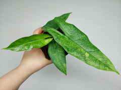Alocasia Sulawesi Green Carpet Aurea