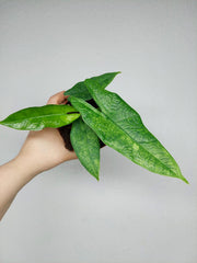 Alocasia Sulawesi Green Carpet Aurea