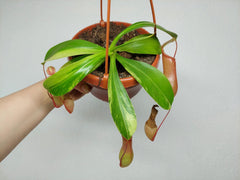 Nepenthes Alata Variegata